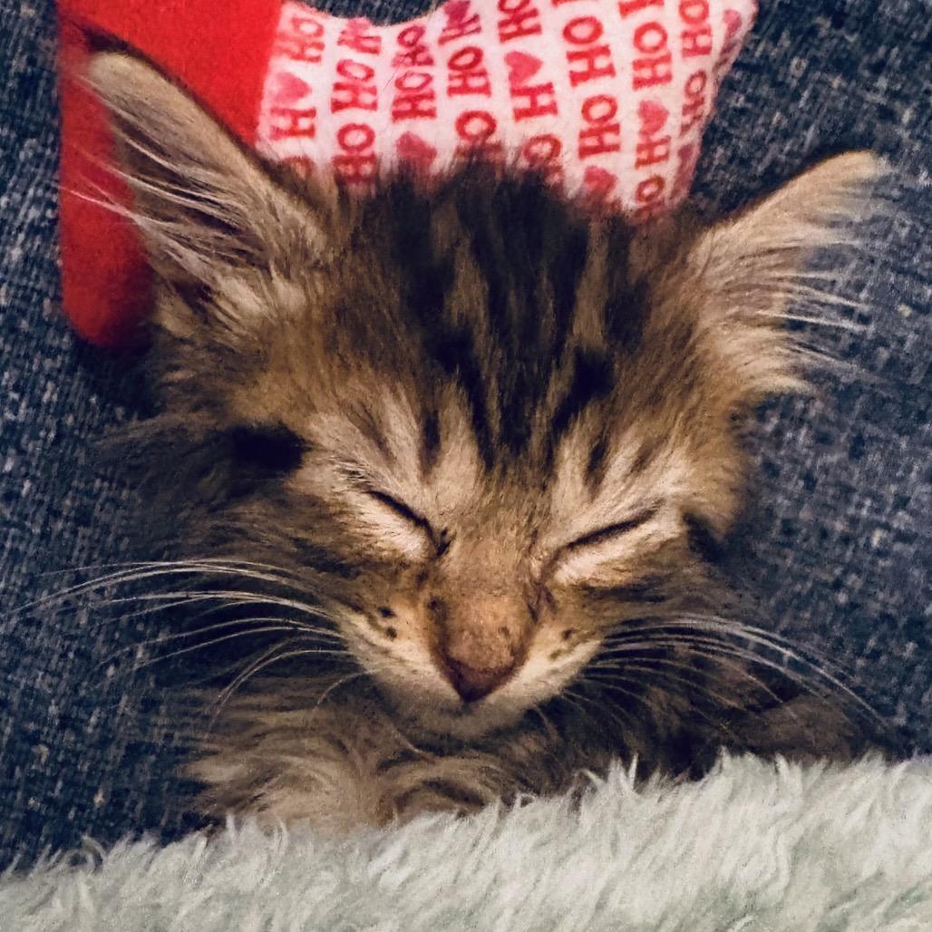 Enlarge Fluffy, a Adoptable Domestic Short Hair in Huntsville, AL image 1/1