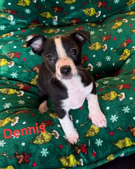 Enlarge Dennis, a Adoptable mixed breed in Lexington, KY image 1/1