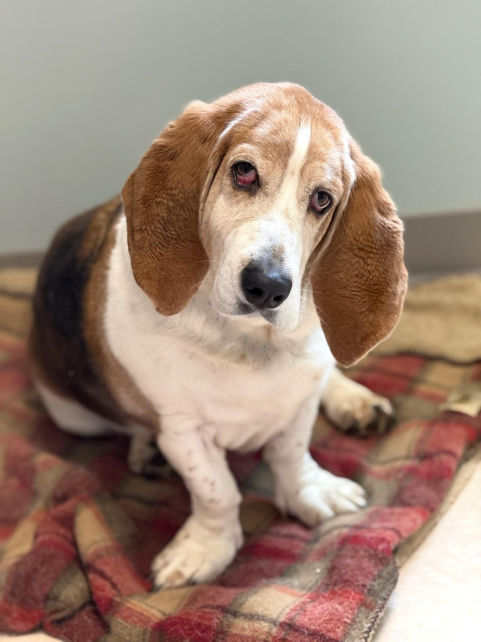 ARTIE, an adoptable Basset Hound in Belmont, NY, 14813 | Photo Image 2