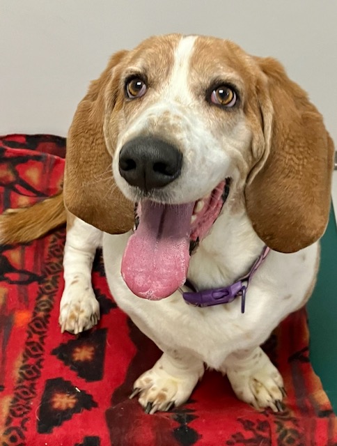 ARTIE, an adoptable Basset Hound in Belmont, NY, 14813 | Photo Image 6