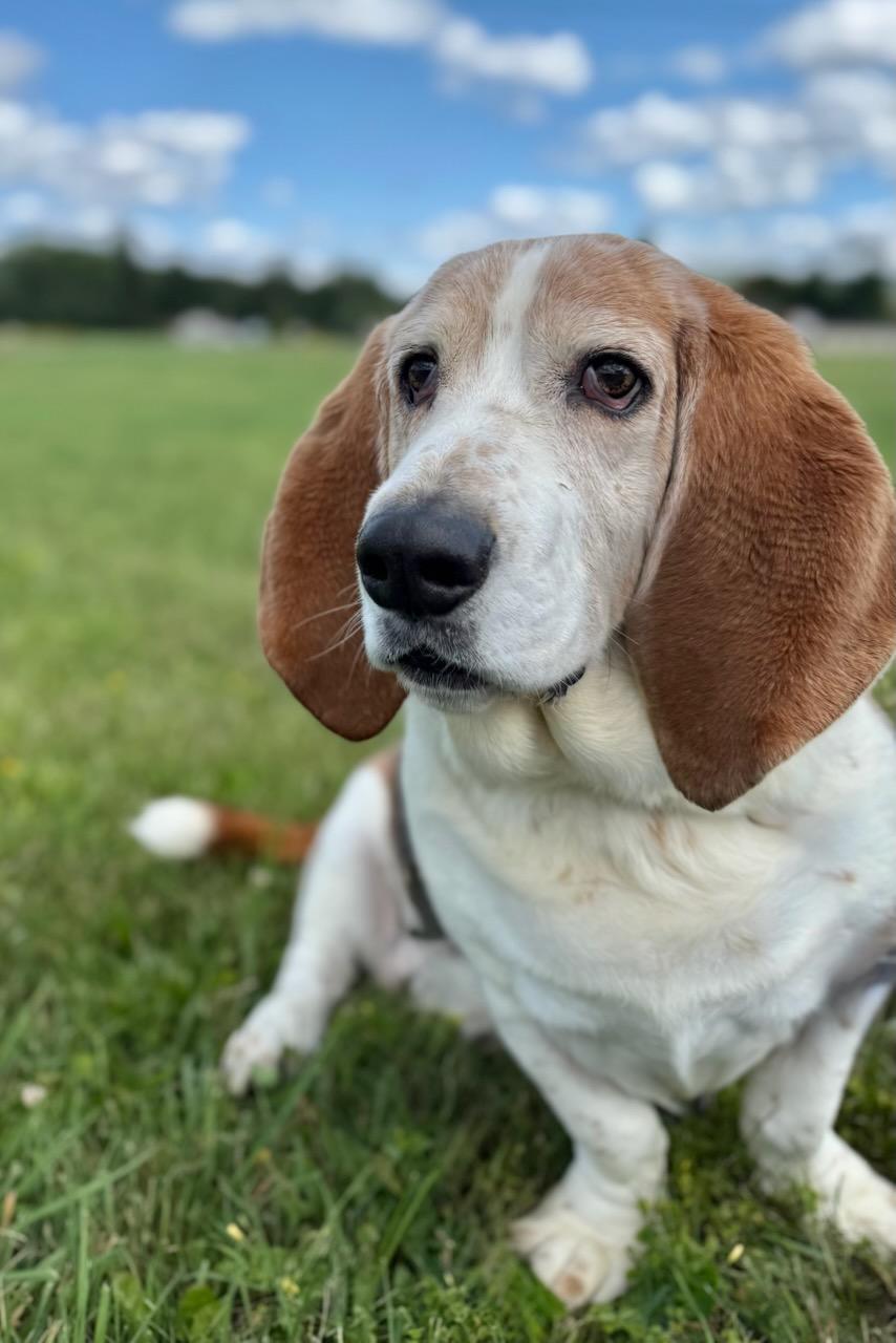 ARTIE, Adoptable, Adult Male Basset Hound.