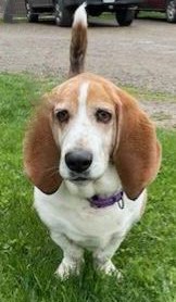 ARTIE, an adoptable Basset Hound in Belmont, NY, 14813 | Photo Image 5