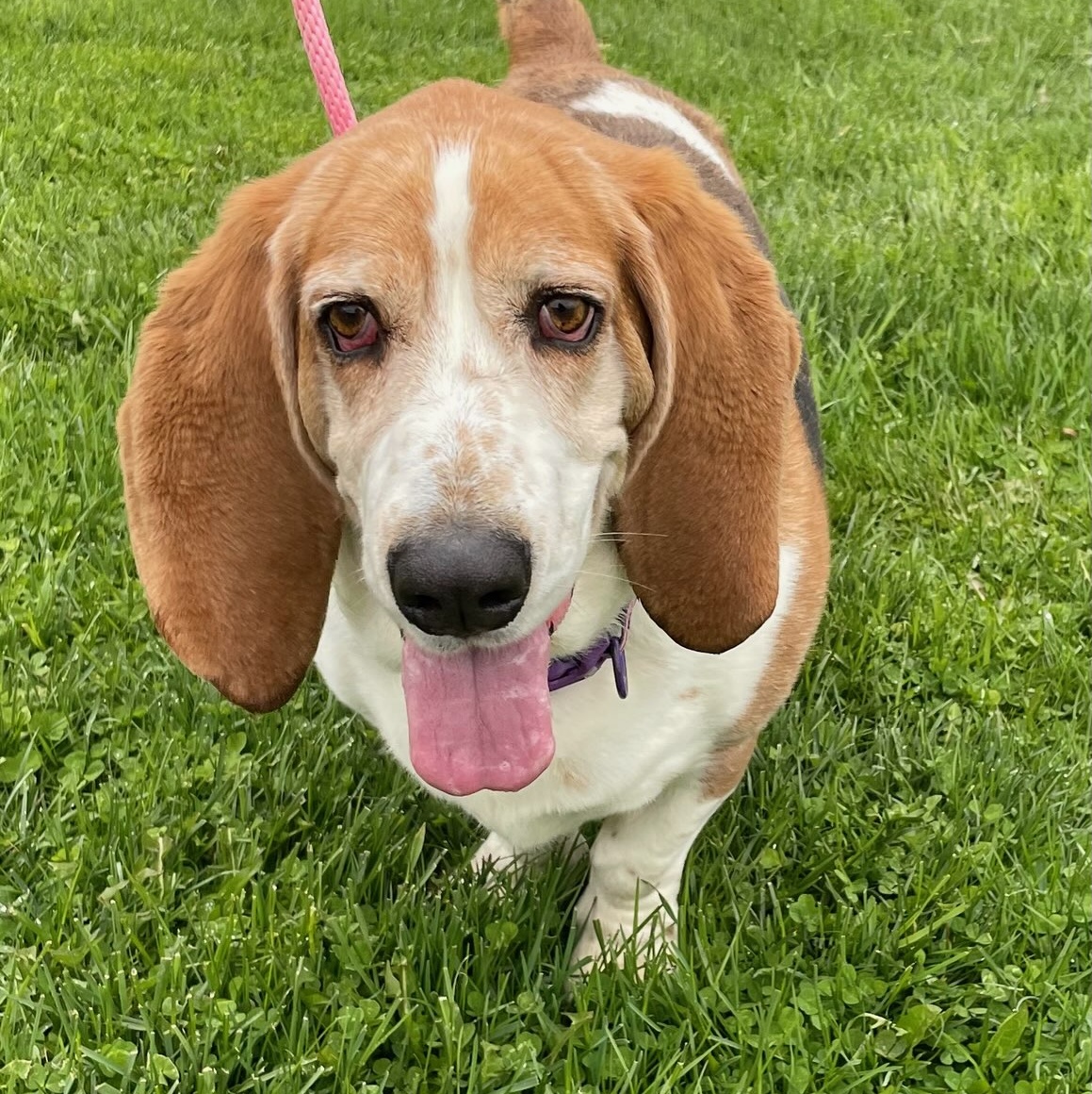 Enlarge ARTIE, a Adoptable Basset Hound in Belmont, NY image 2/6