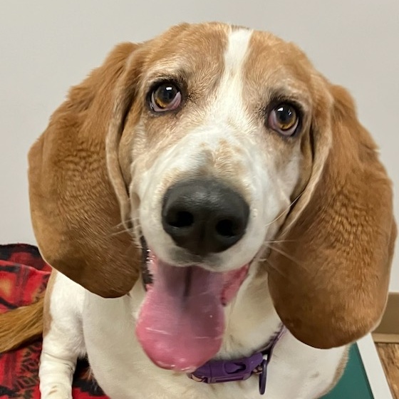Enlarge ARTIE, a Adoptable Basset Hound in Belmont, NY image 4/6