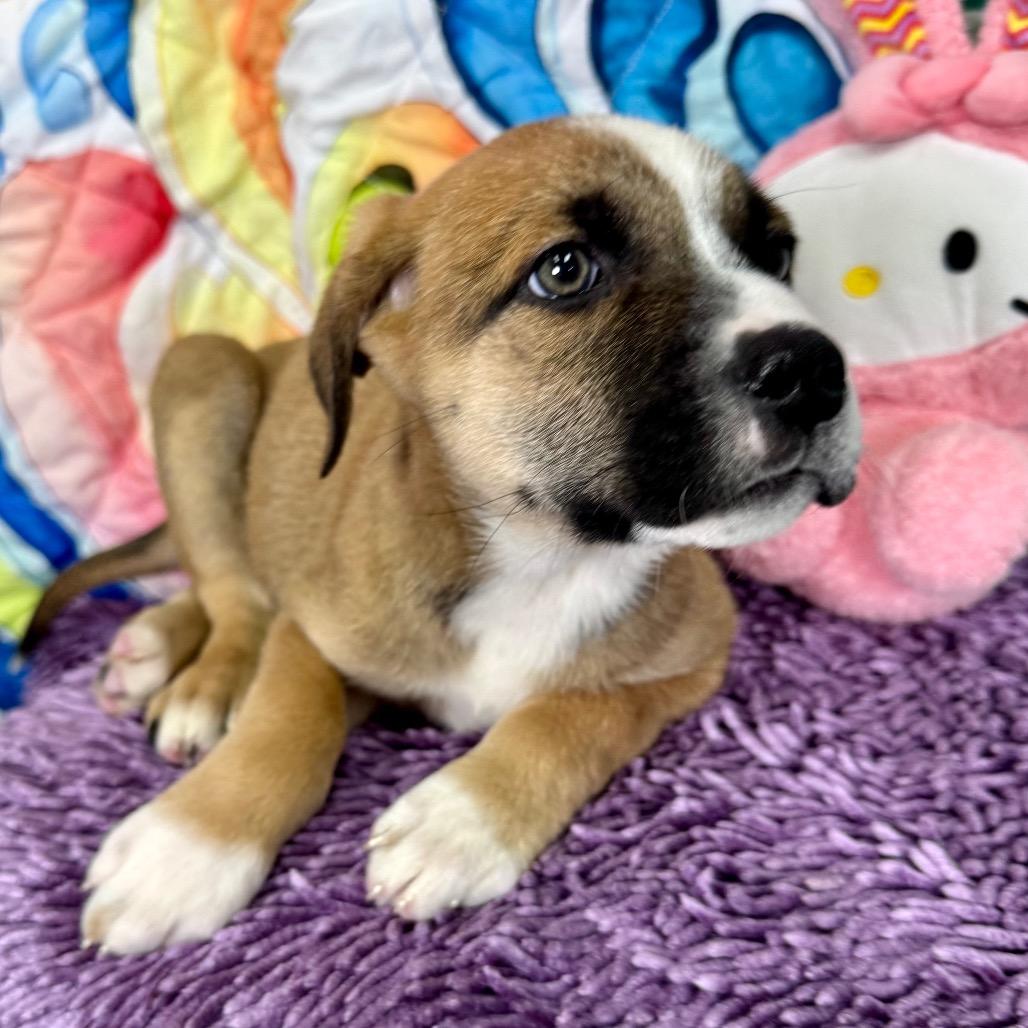 Enlarge Holly, a Adoptable mixed breed in Franklin, NC image 1/6
