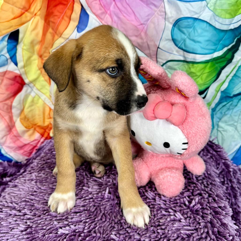 Enlarge Holly, a Adoptable mixed breed in Franklin, NC image 2/6