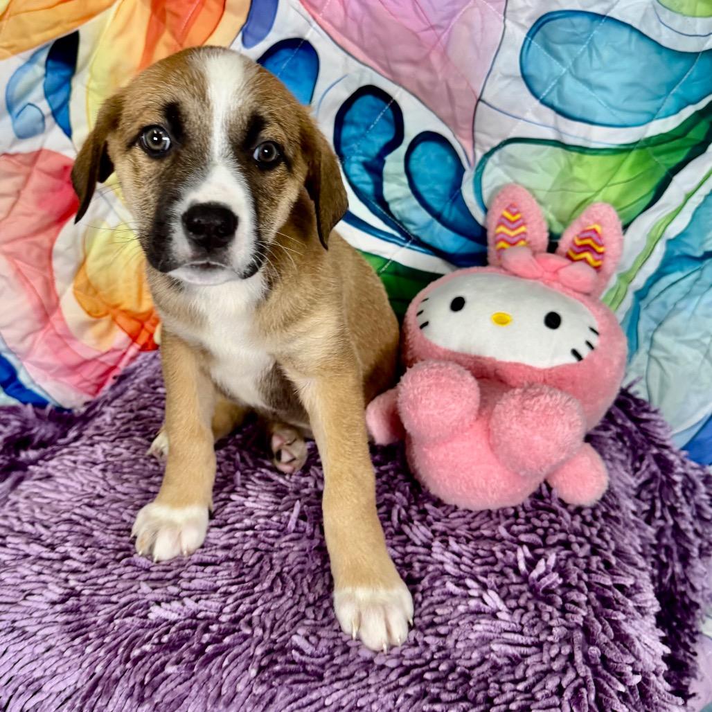 Enlarge Holly, a Adoptable mixed breed in Franklin, NC image 3/6