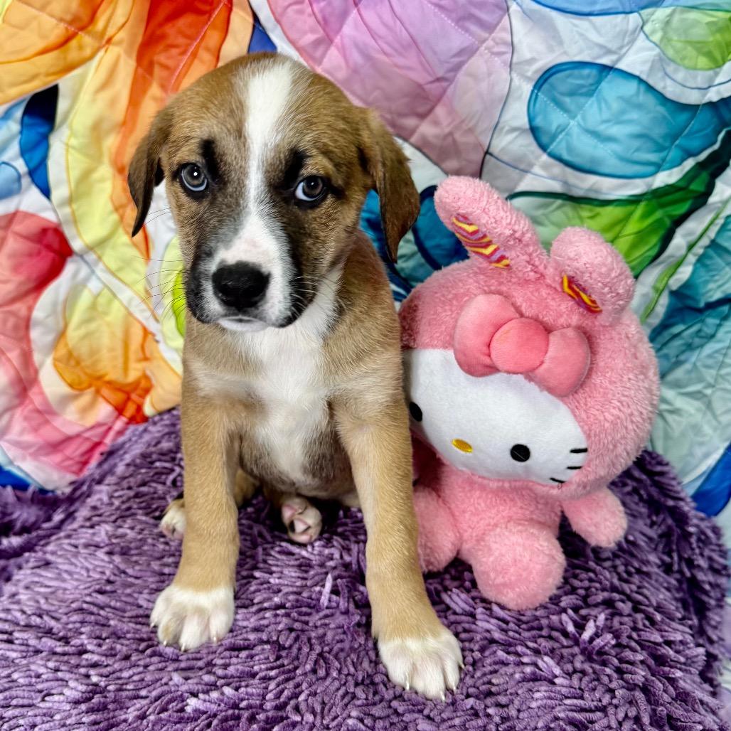 Enlarge Holly, a Adoptable mixed breed in Franklin, NC image 5/6