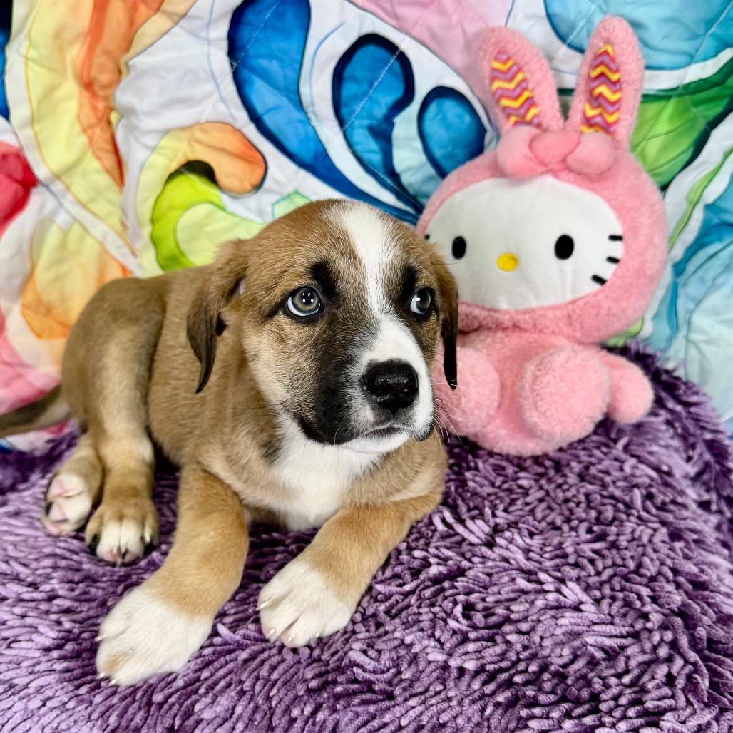 Enlarge Holly, a Adoptable mixed breed in Franklin, NC image 6/6