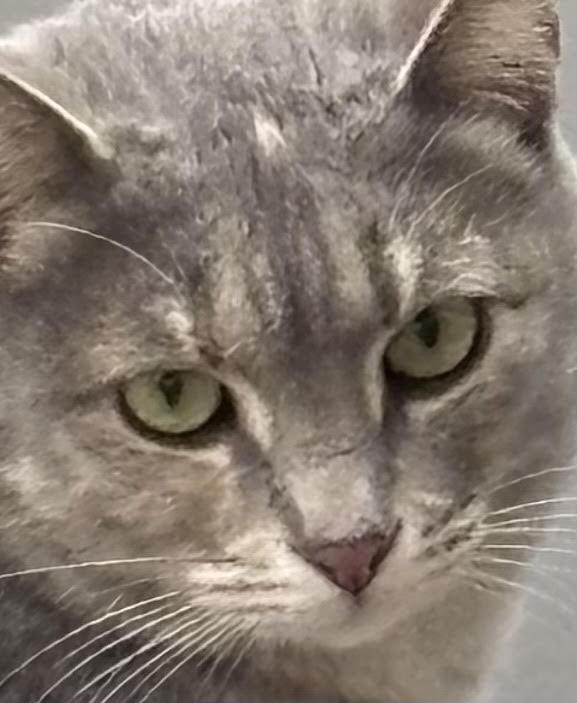 Enlarge Wubby, a ADOPTABLE Domestic Short Hair in Valparaiso, IN image 1/2