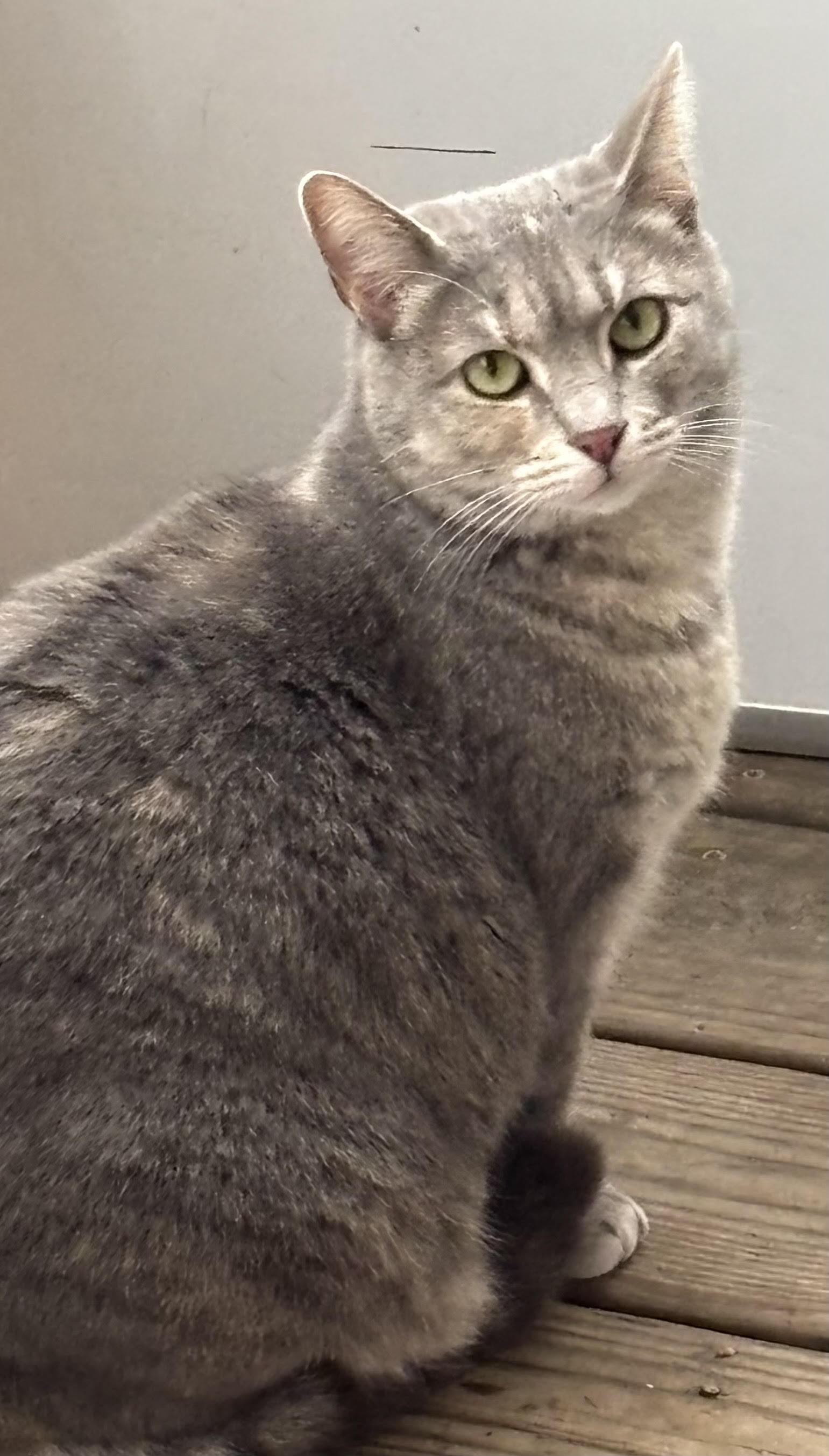 Enlarge Wubby, a ADOPTABLE Domestic Short Hair in Valparaiso, IN image 2/2