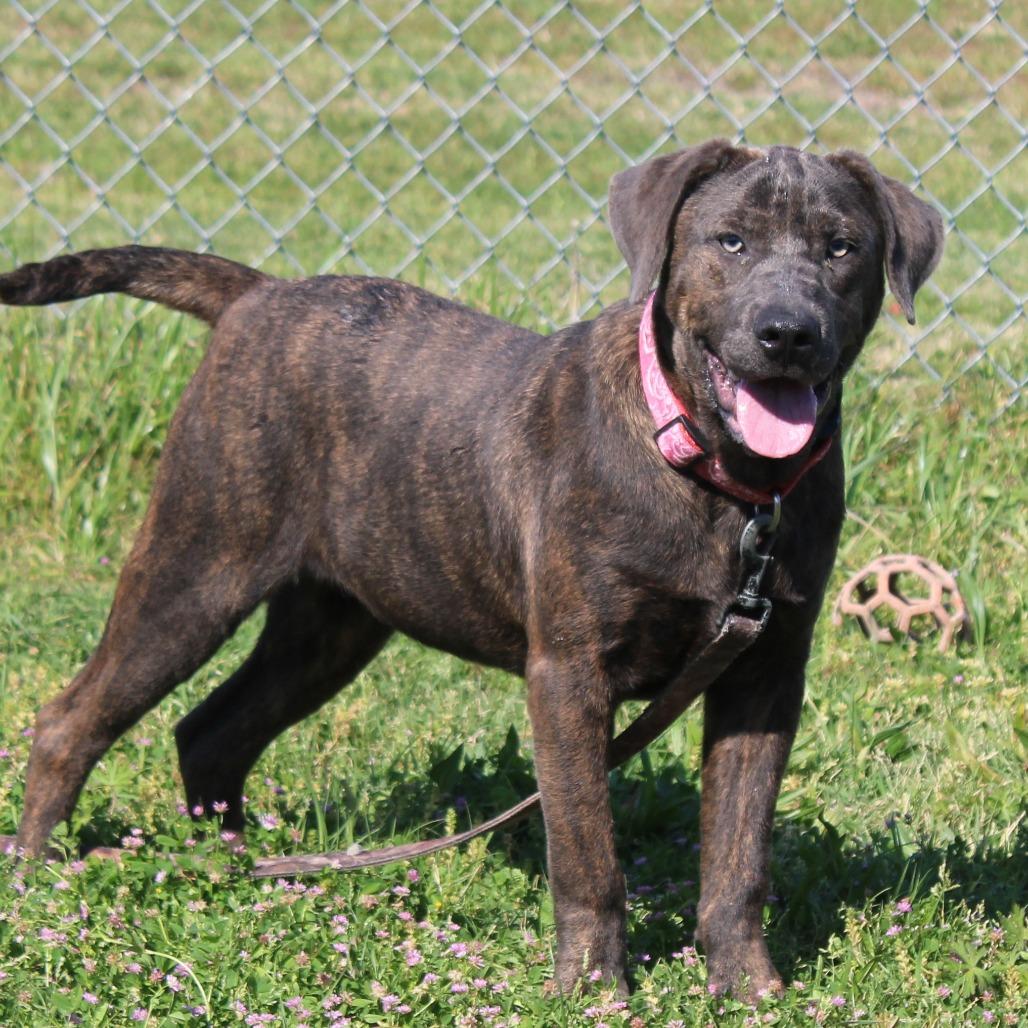 Fennel, Adoptable, Young Male Mastiff & Mixed Breed.