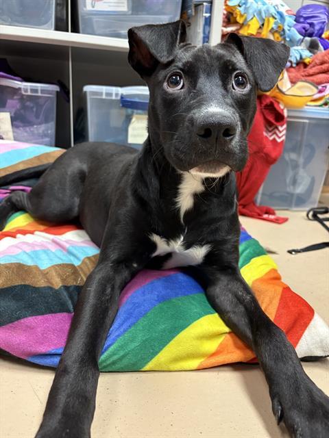 Enlarge UNAGI, a Adoptable Mixed Breed in Nashville, TN image 1/1