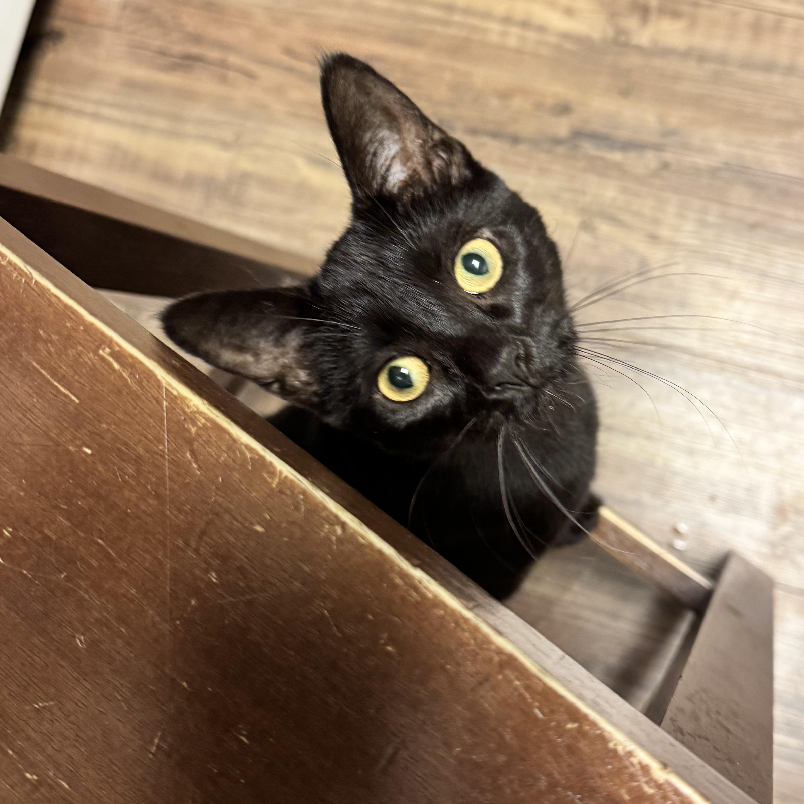 Muto — thumbnail 3