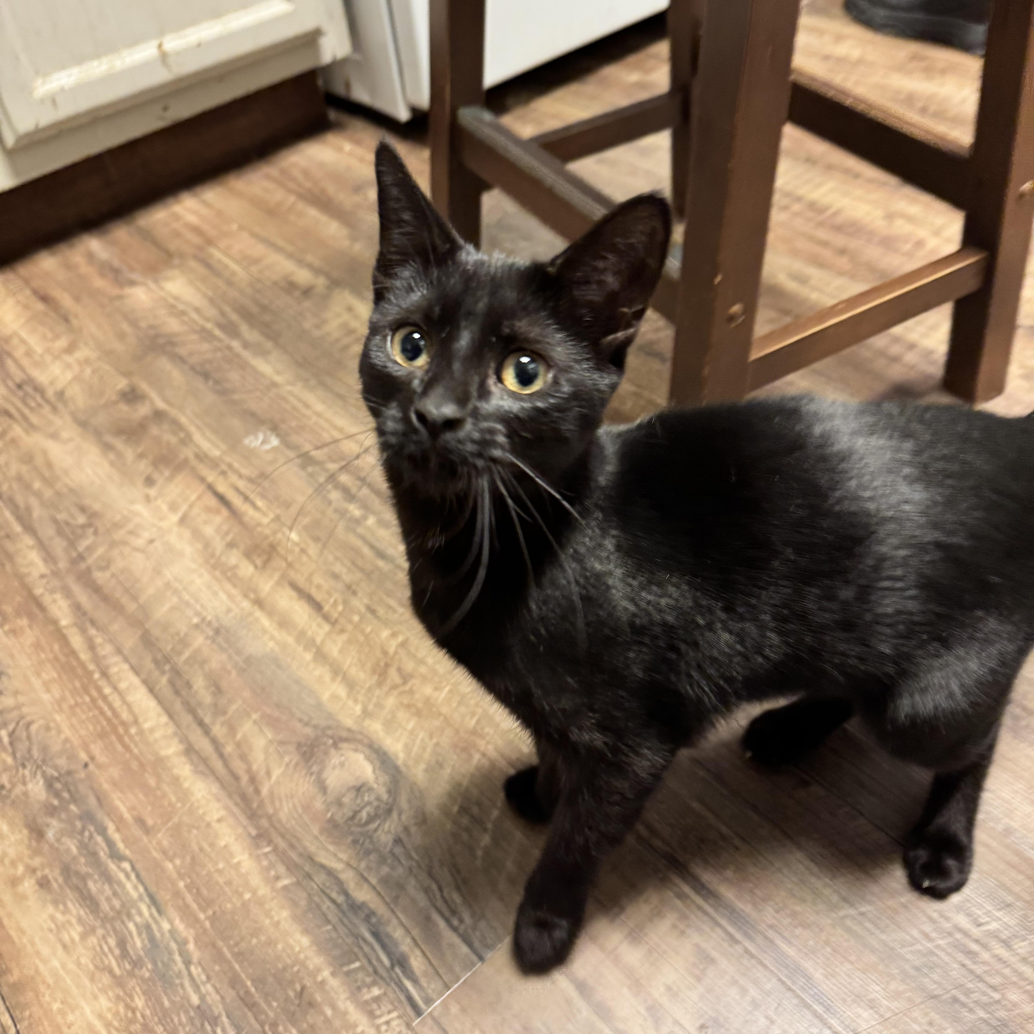 Muto — thumbnail 4