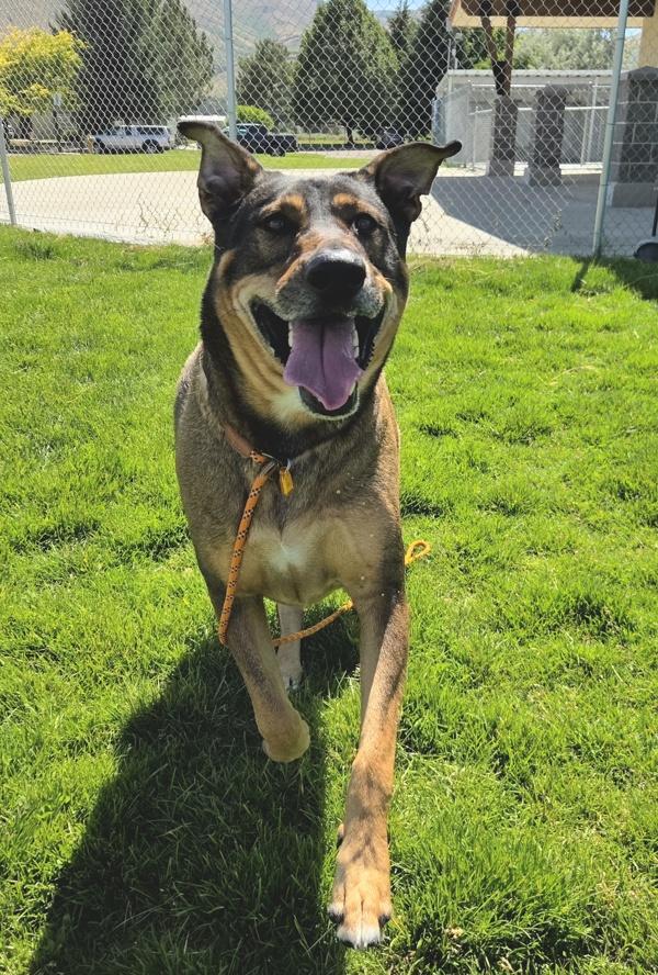 Enlarge Jax 46553, a Adoptable mixed breed in Pocatello, ID image 1/1