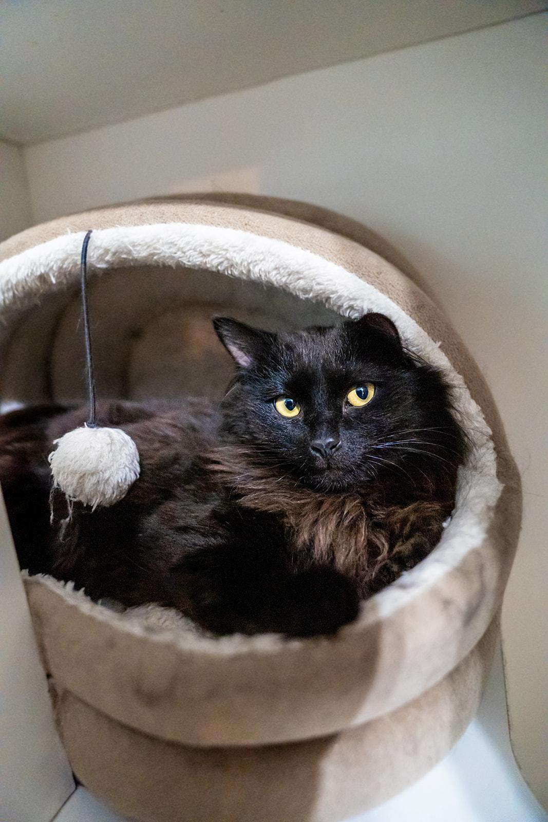 Rob Kat-Dashian, ADOPTABLE, Young Male Domestic Long Hair.