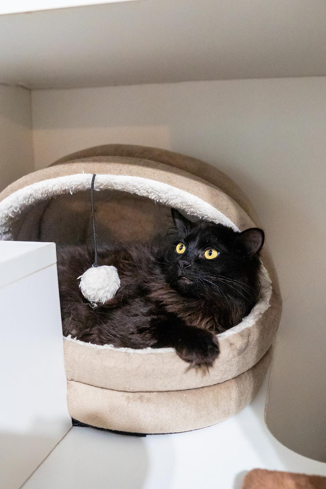 Rob Kat-Dashian, a ADOPTABLE Domestic Long Hair in Dellslow, WV image 2/2