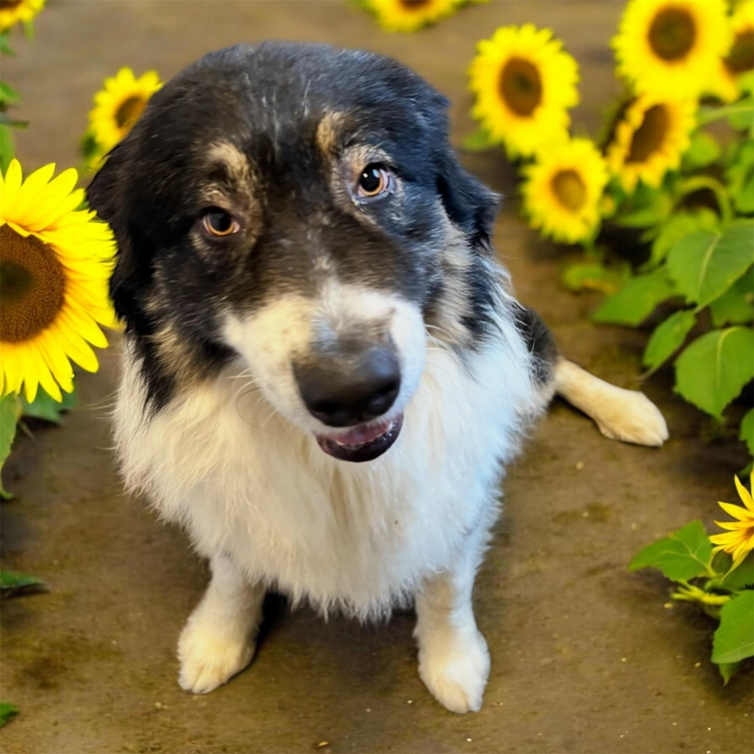 Batman, a ADOPTABLE Australian Shepherd in Horn Lake, MS image 4/6