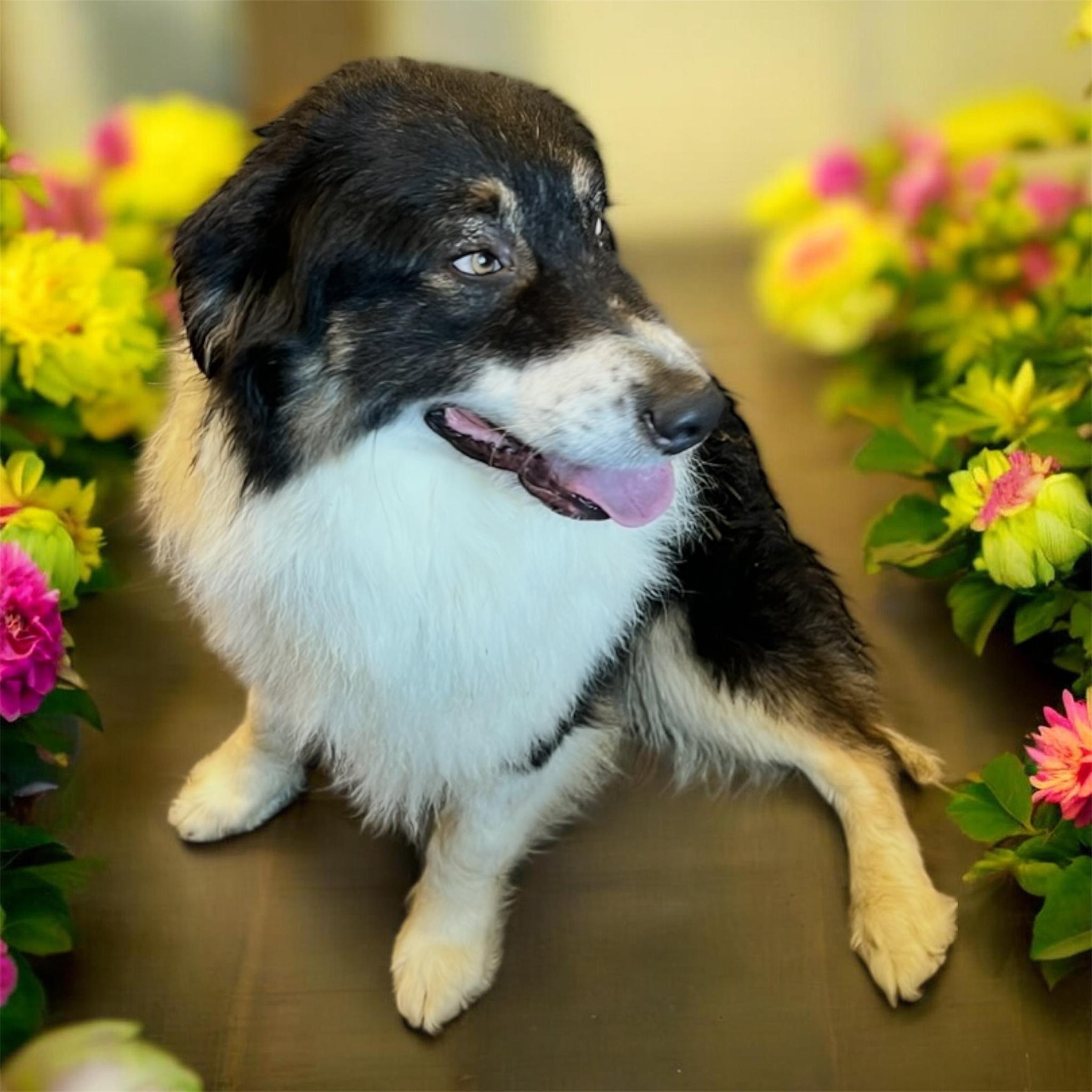 Batman, a ADOPTABLE Australian Shepherd in Horn Lake, MS image 3/6