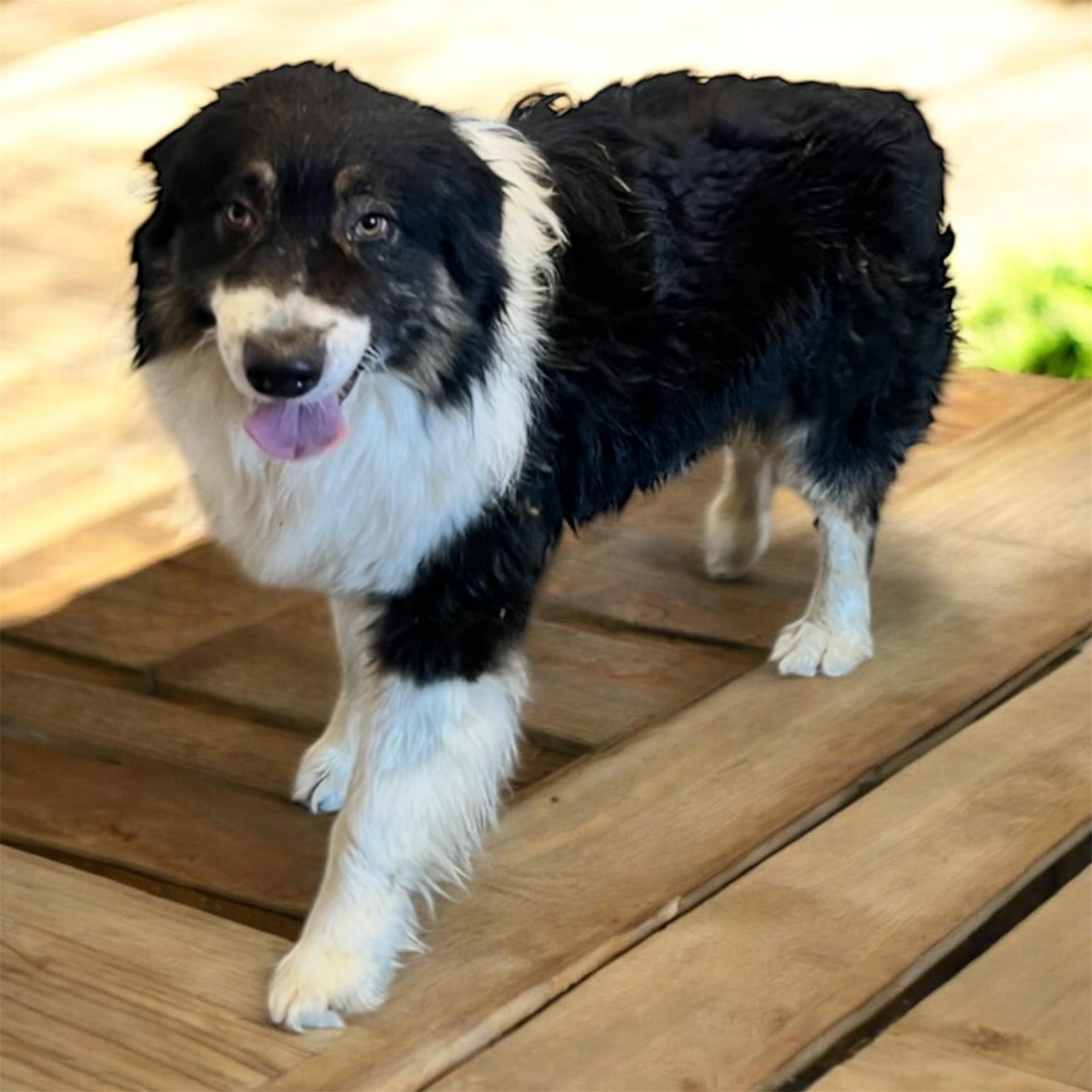 Batman, a ADOPTABLE Australian Shepherd in Horn Lake, MS image 2/6