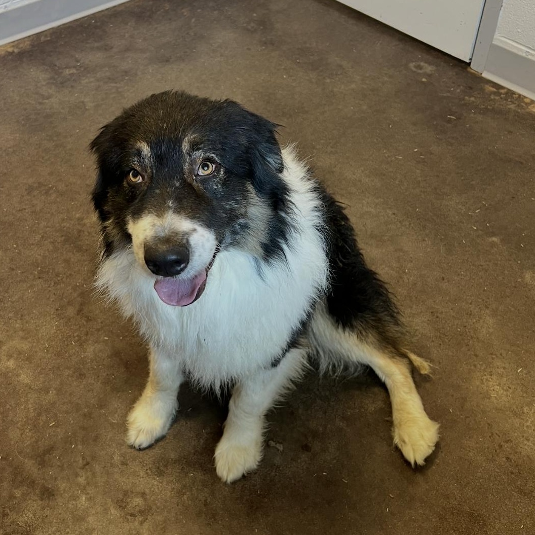 Batman, a ADOPTABLE Australian Shepherd in Horn Lake, MS image 5/6
