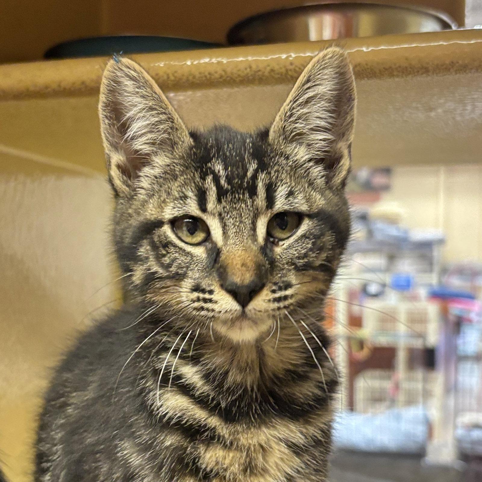 Chocolate, Adoptable, Kitten Female Domestic Short Hair.