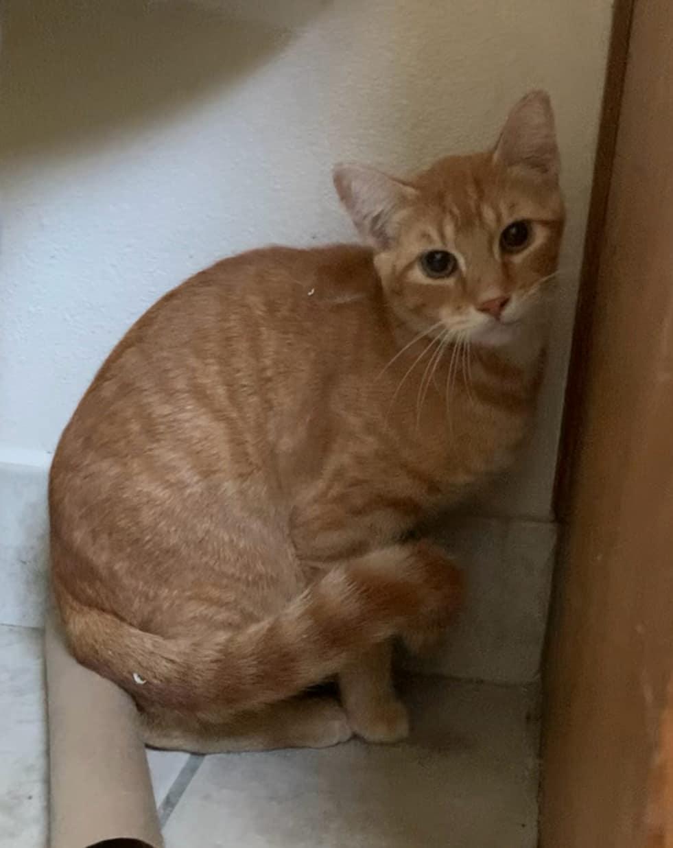 Enlarge Tangerine, a Adoptable Domestic Short Hair in Mineola, TX image 1/1