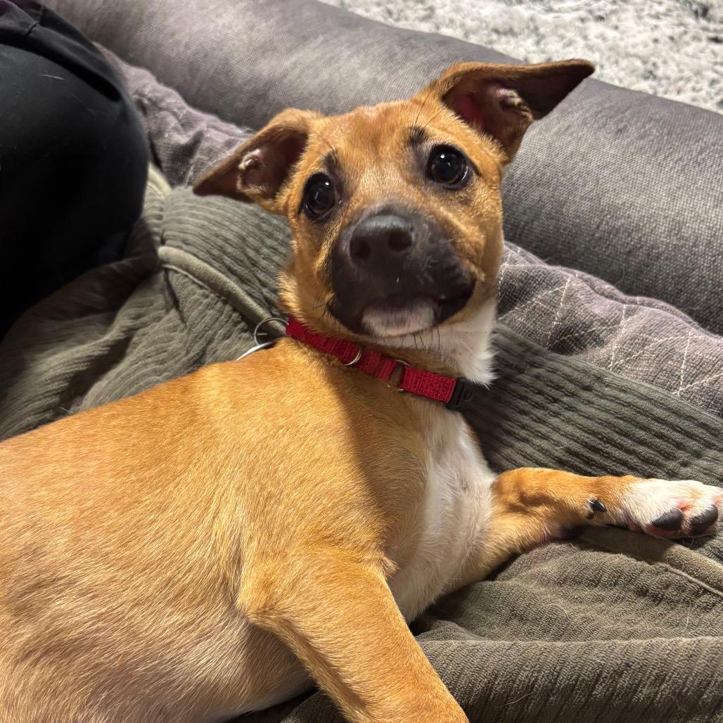 Heather, Adoptable, Puppy Female Terrier & Mixed Breed.