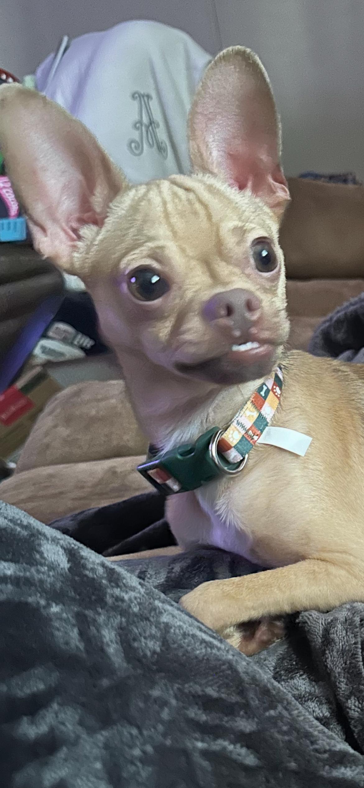 Otis, Adoptable, Young Male Chihuahua.