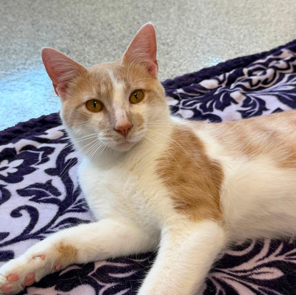 Gimli, a Adoptable mixed breed in Columbia, IL image 1/2