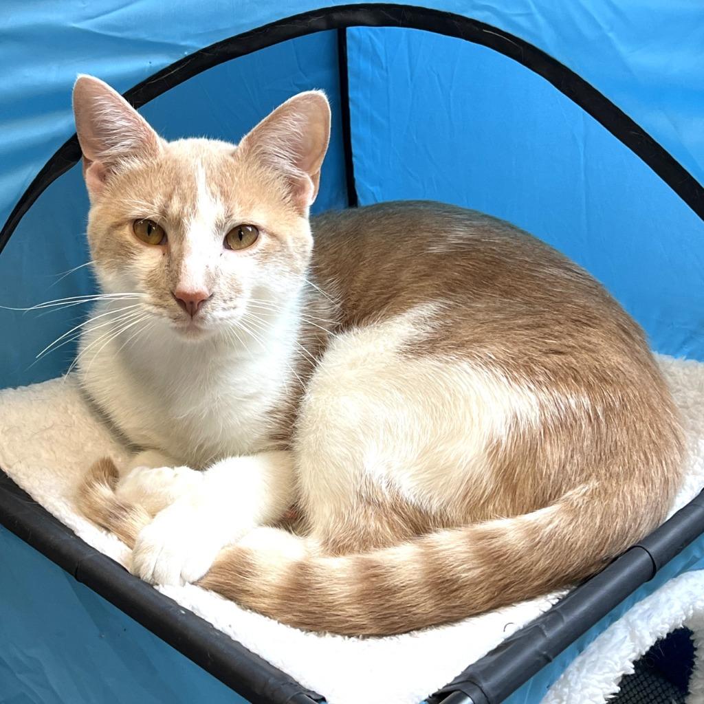 Gimli, a Adoptable mixed breed in Columbia, IL image 2/2
