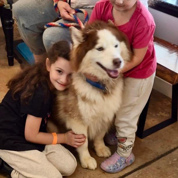 Enlarge Maxwell, an adopted Husky in Aspen, CO image 1/1