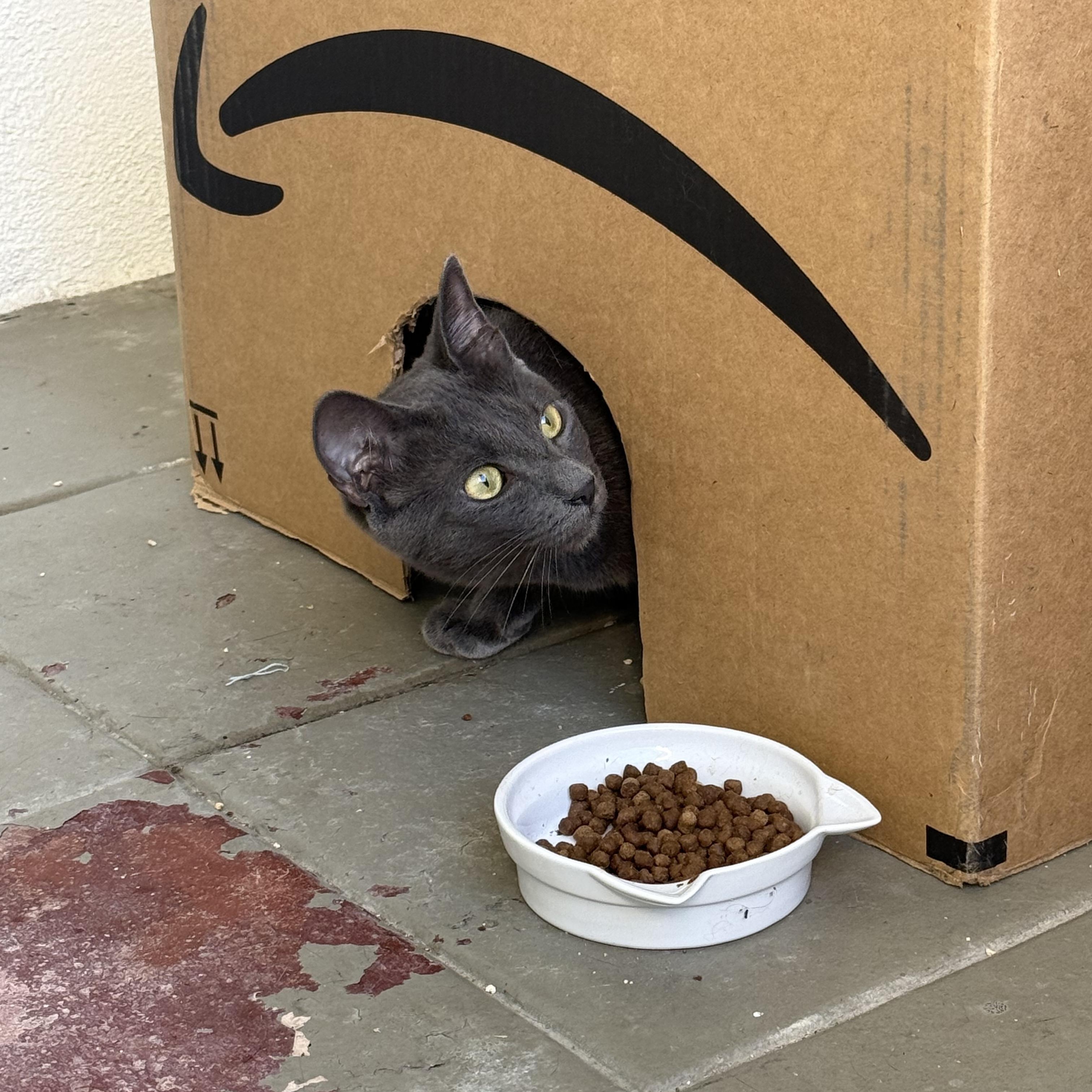 Enlarge Mazzy Star, a Adopted Domestic Short Hair in Oceanside, CA image 2/4