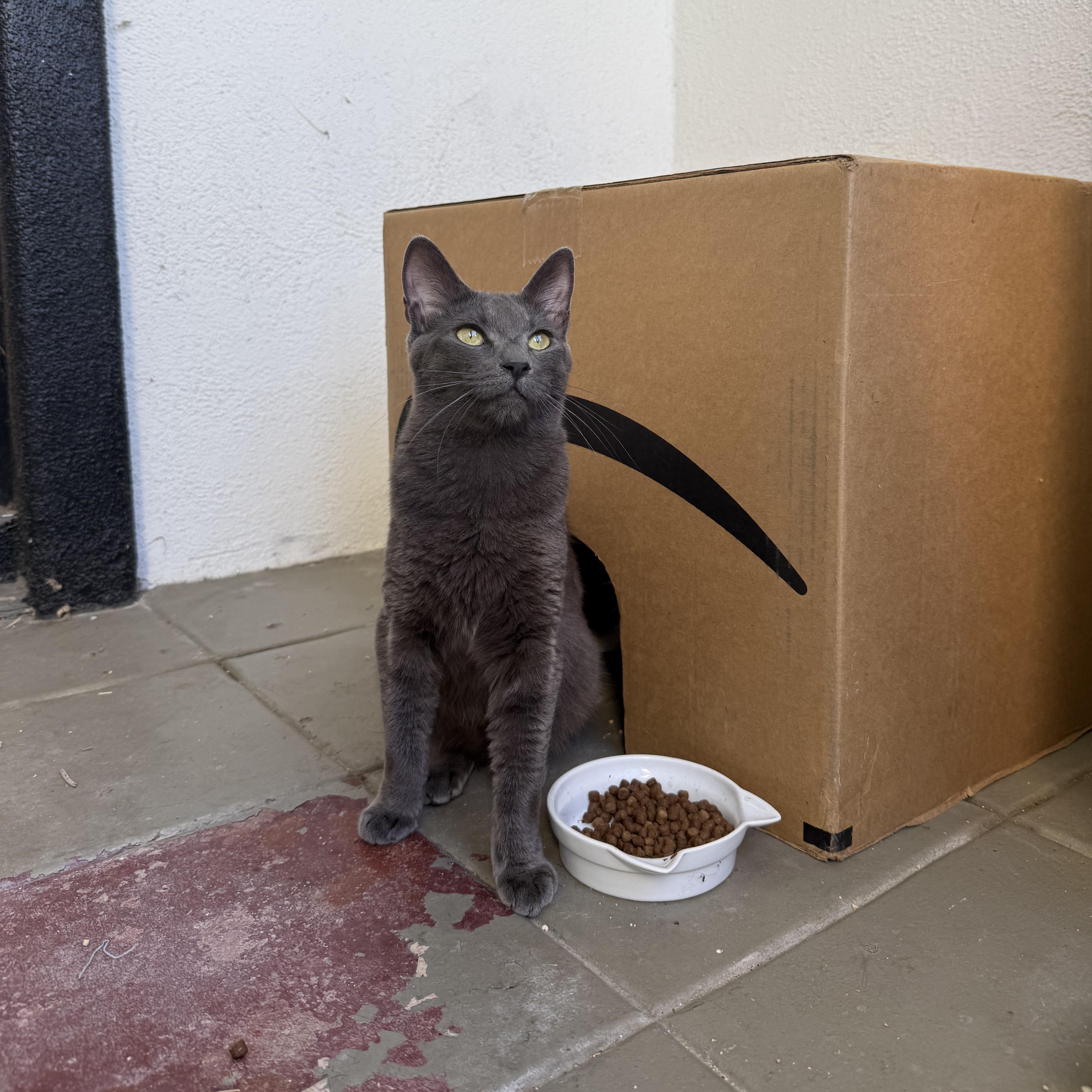 Enlarge Mazzy Star, a Adopted Domestic Short Hair in Oceanside, CA image 4/4