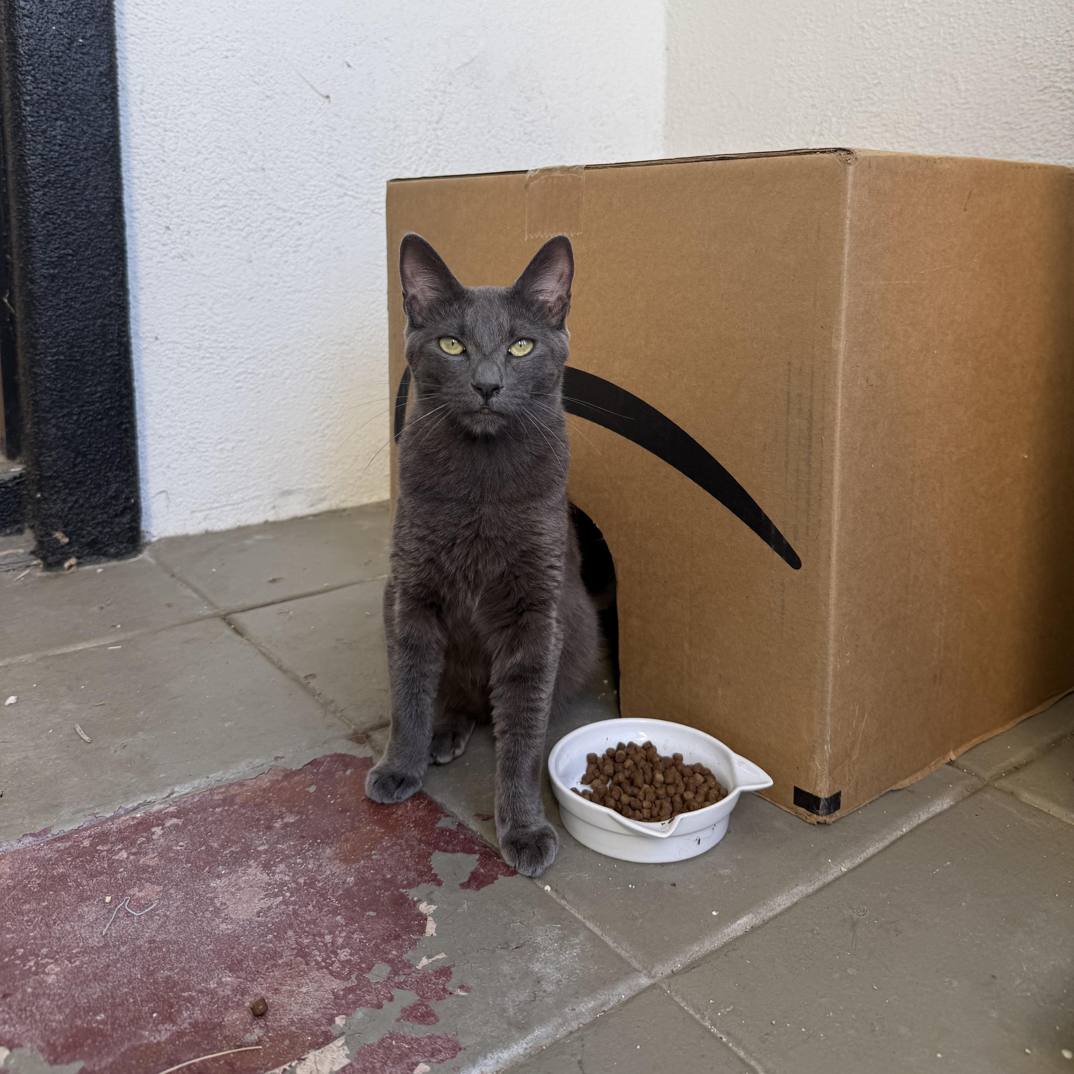 Enlarge Mazzy Star, a Adopted Domestic Short Hair in Oceanside, CA image 1/4