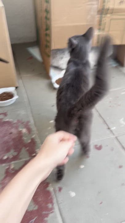 Enlarge Mazzy Star, a Adopted Domestic Short Hair in Oceanside, CA video 3/4