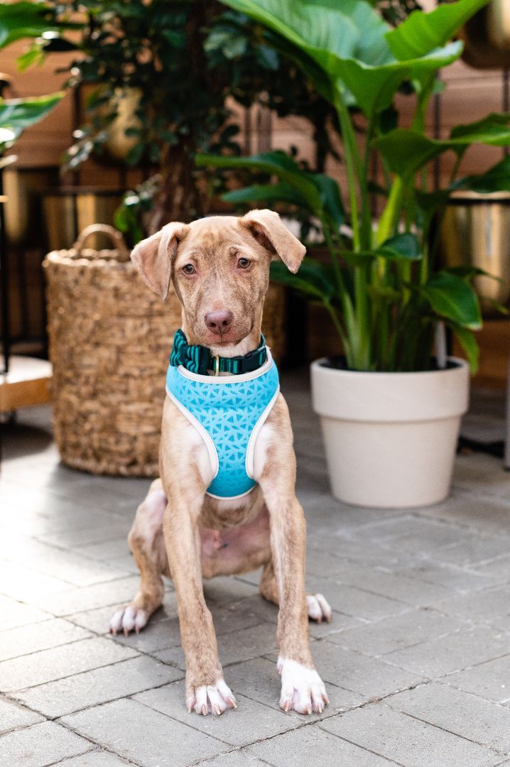 Ollie, a Adoptable mixed breed in Lindstrom , MN image 1/12