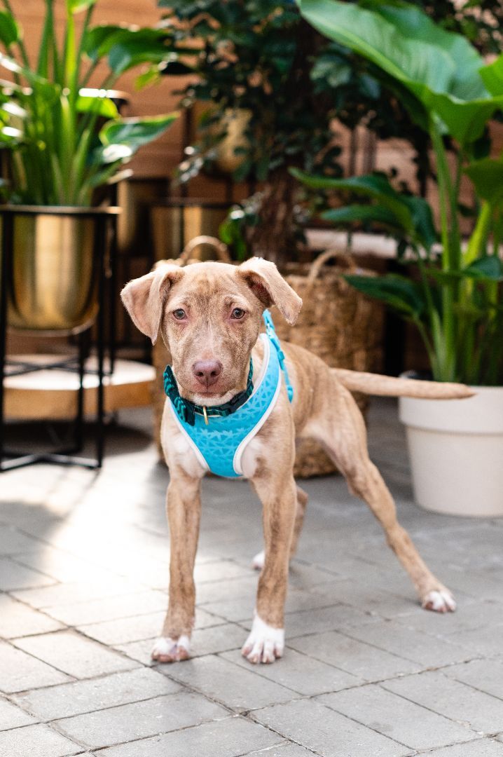 Ollie, a Adoptable mixed breed in Lindstrom , MN image 2/12