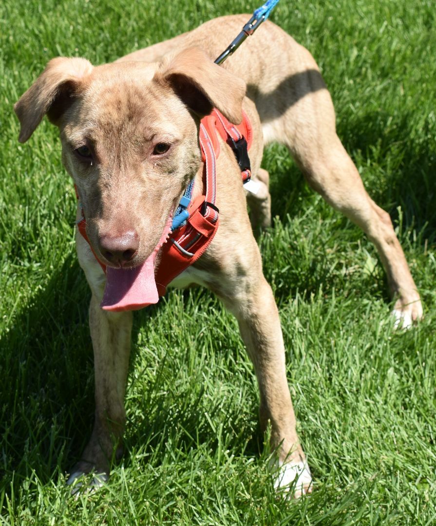 Ollie, a Adoptable mixed breed in Lindstrom , MN image 3/12