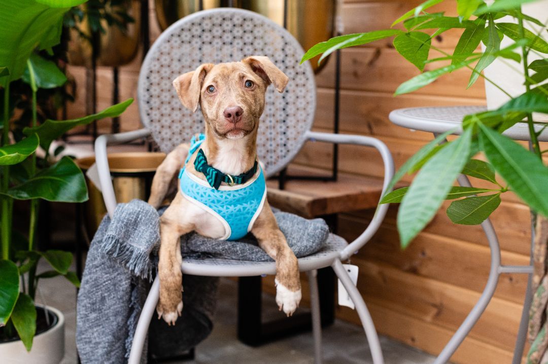 Ollie, Adoptable, Adult Male Terrier & Mixed Breed.