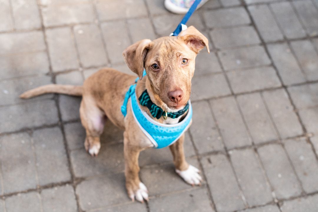 Ollie, a Adoptable mixed breed in Lindstrom , MN image 5/12