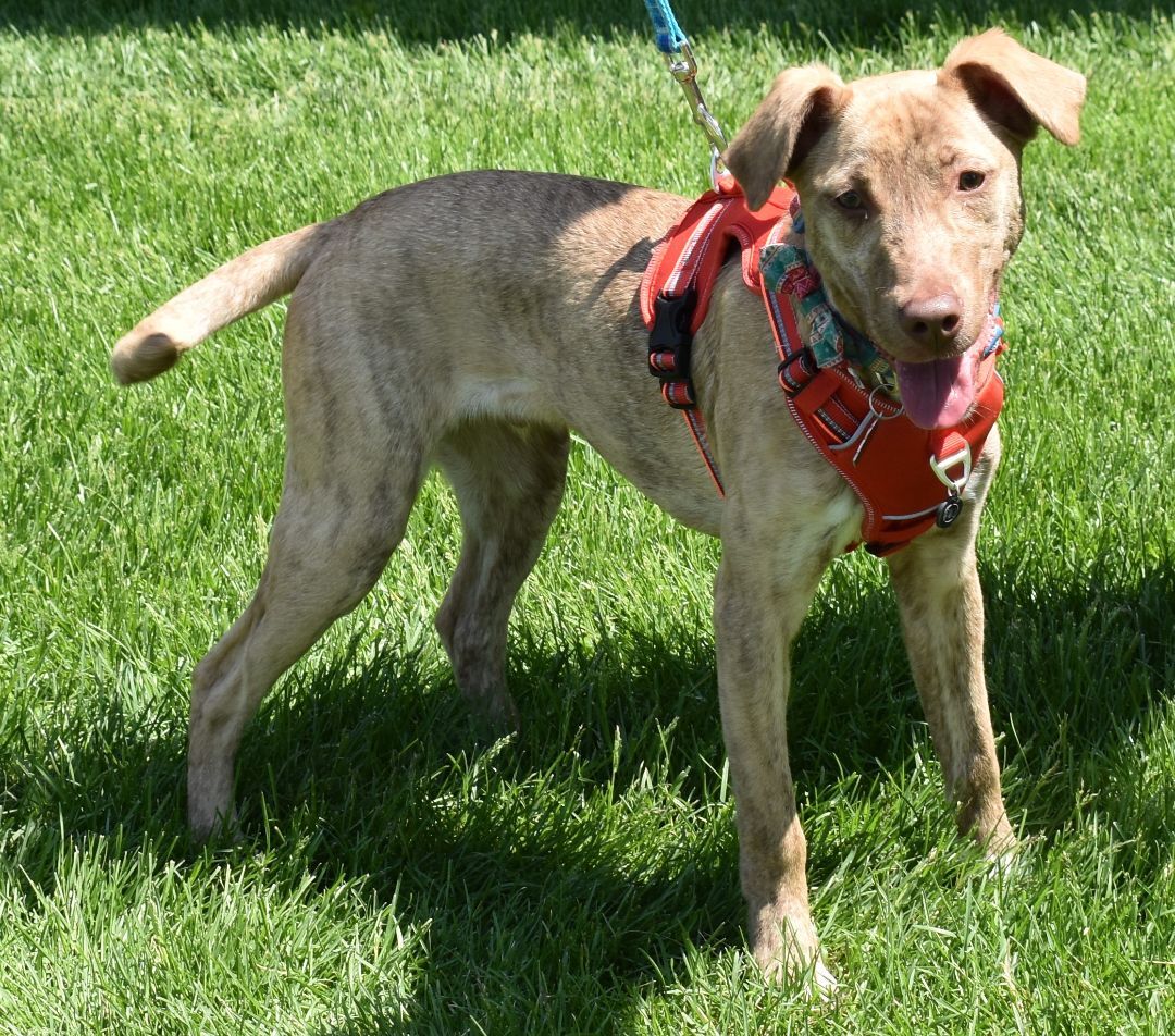 Ollie, a Adoptable mixed breed in Lindstrom , MN image 6/12