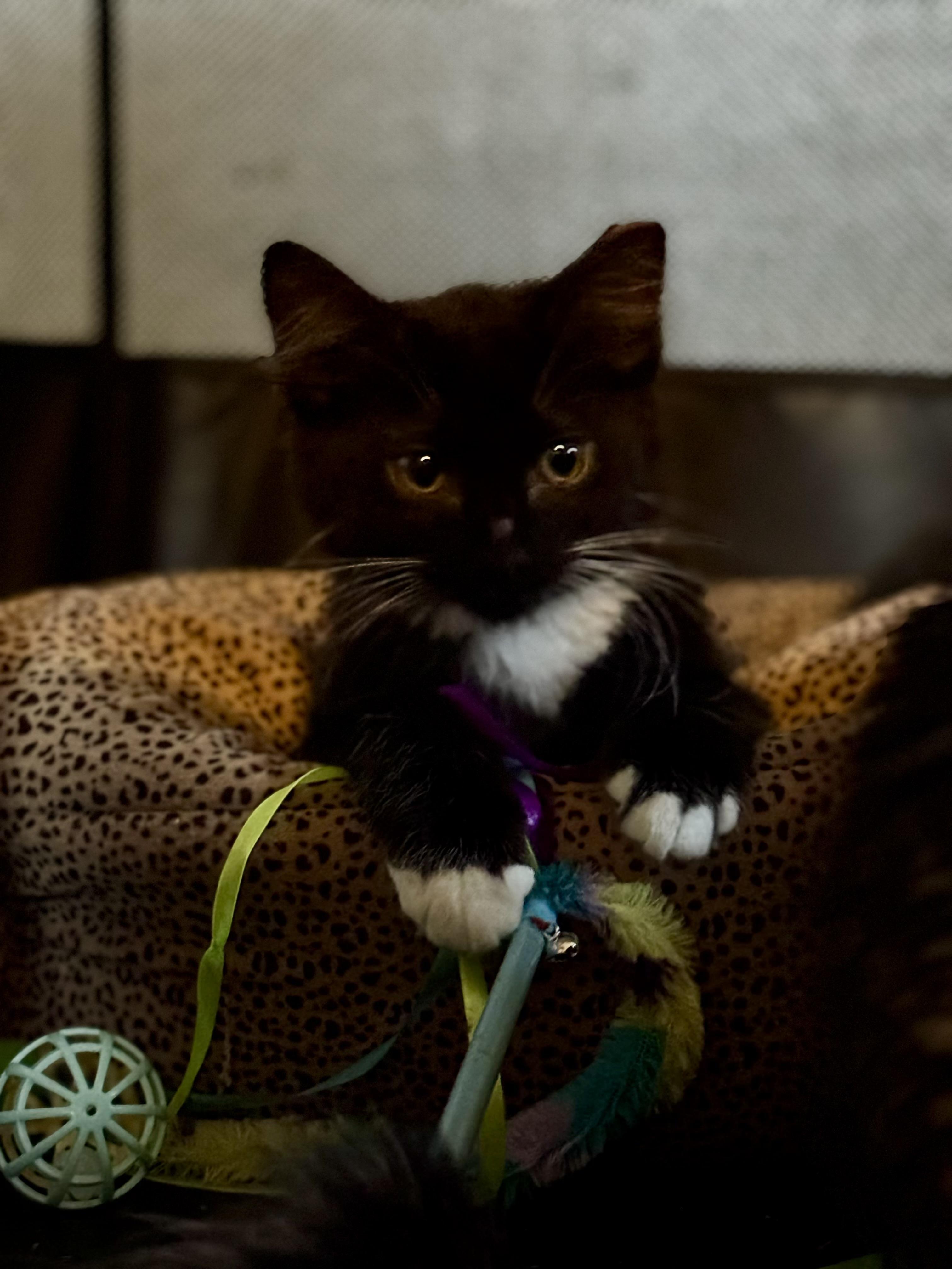 Domino Tuxedo Cat