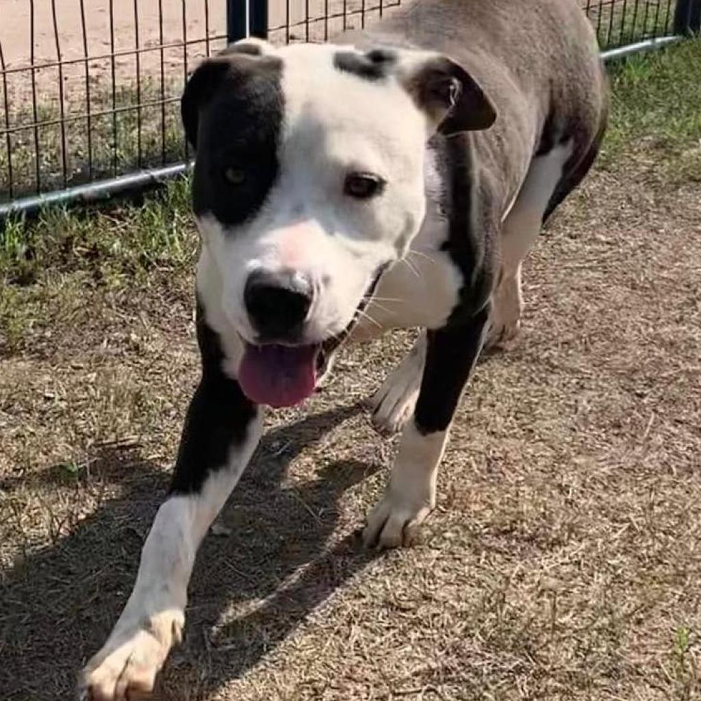 Corky, Adoptable, Adult Male Pit Bull Terrier.