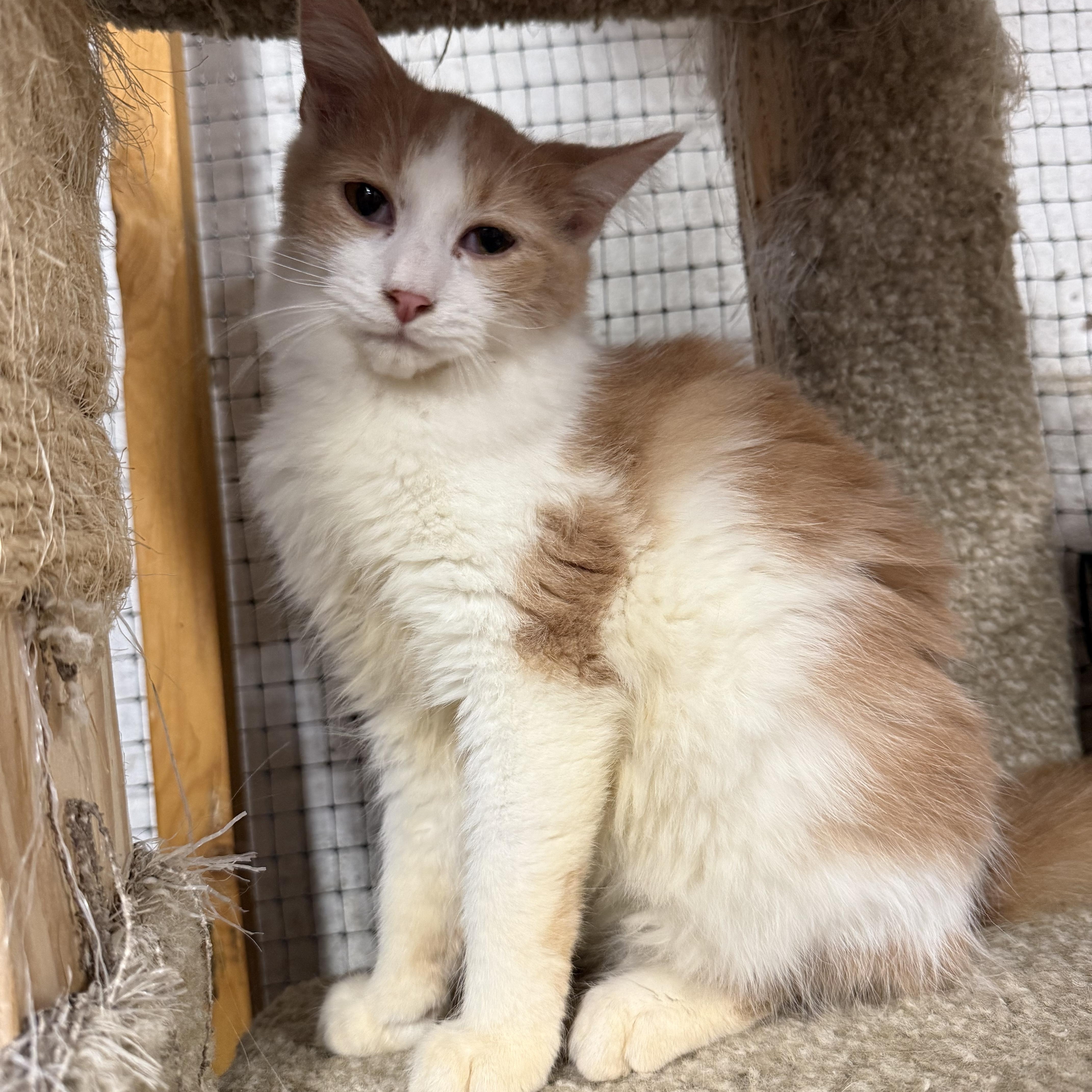 Enlarge Flint, a Adoptable Domestic Medium Hair in East Amherst, NY image 2/5