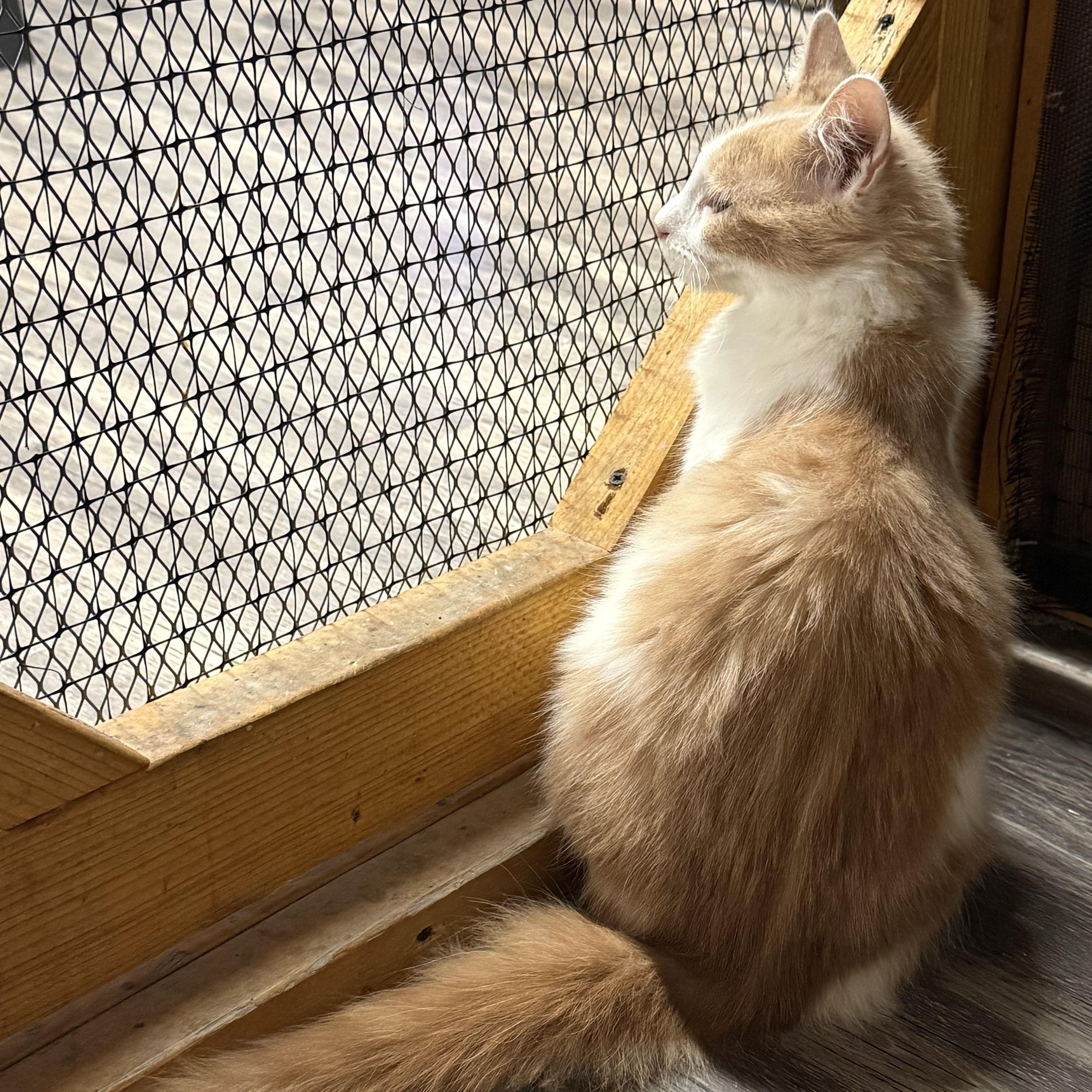 Enlarge Flint, a Adoptable Domestic Medium Hair in East Amherst, NY image 4/5