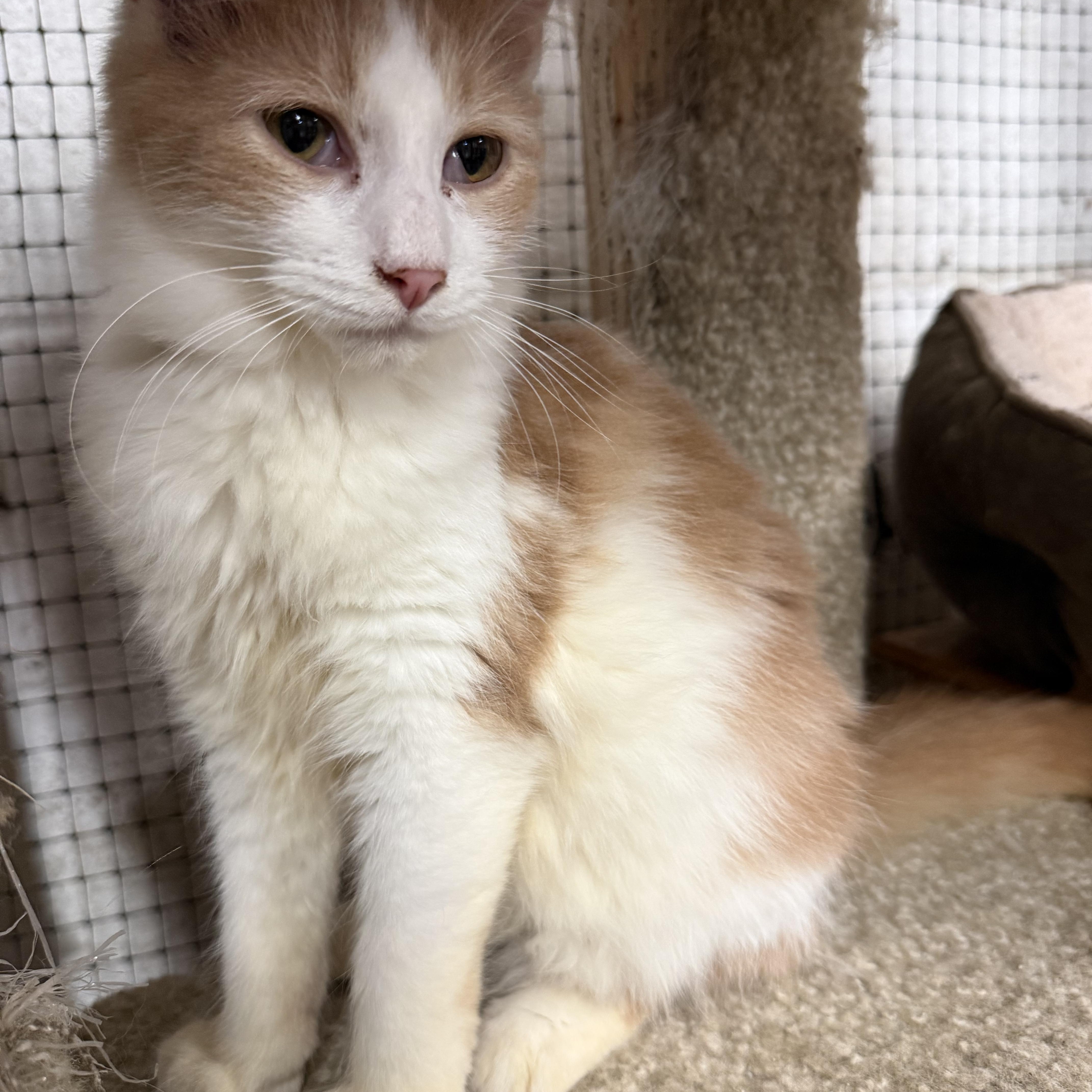 Enlarge Flint, a Adoptable Domestic Medium Hair in East Amherst, NY image 5/5