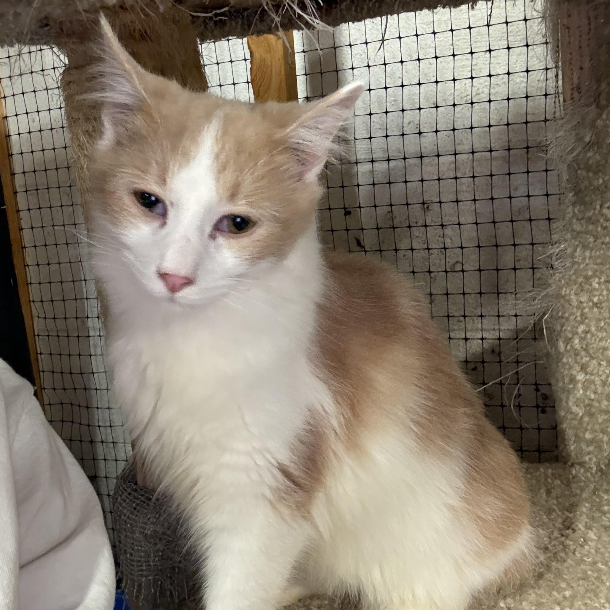 Enlarge Flint, a Adoptable Domestic Medium Hair in East Amherst, NY image 3/5