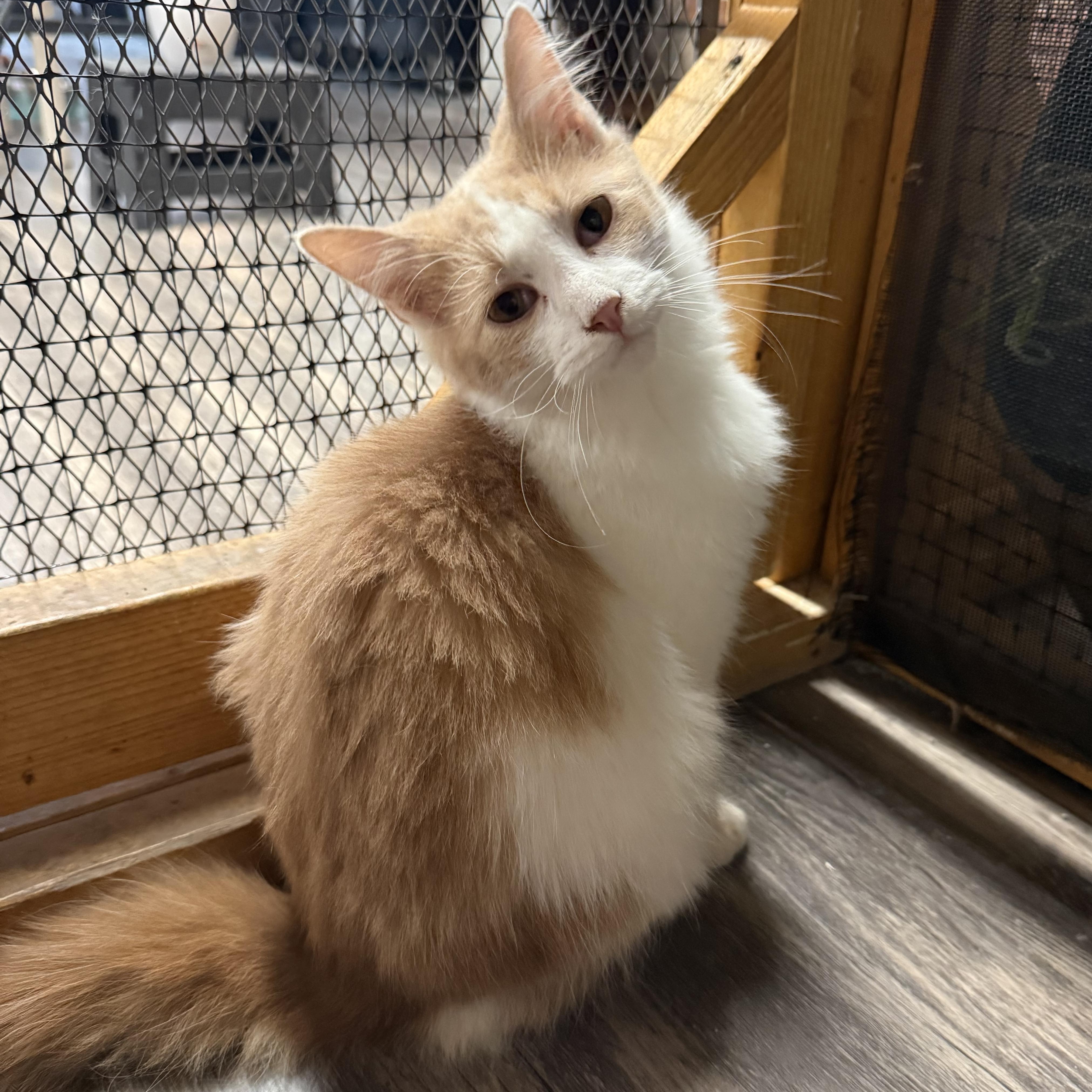 Flint, Adoptable, Kitten Male Domestic Medium Hair.
